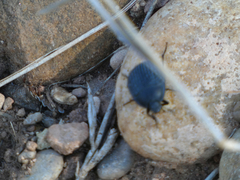 Eusattus reticulatus