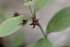 Vincetoxicum govanii