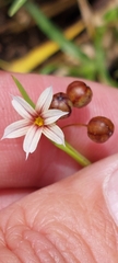 Sisyrinchium micranthum
