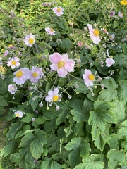 Eriocapitella hupehensis