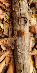 Hexagonia
