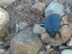 Eusattus reticulatus