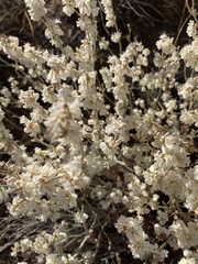 Eriogonum niveum
