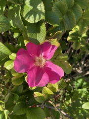 Rosa rugosa