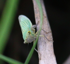 Cicadella