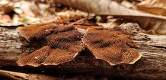 Hexagonia