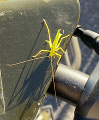 Meconema thalassinum