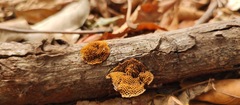 Hexagonia