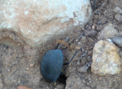 Eusattus reticulatus