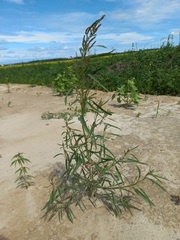 Atriplex patens