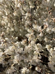 Eriogonum niveum