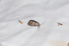 Spodoptera pectinicornis