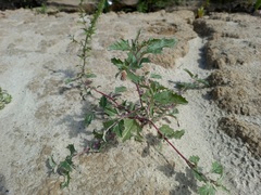 Atriplex tatarica