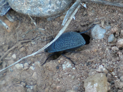 Eusattus reticulatus