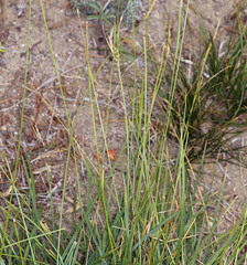 Carex whitneyi