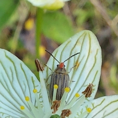 Ophraella communa