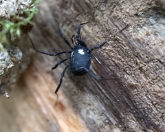 Nemastoma bimaculatum