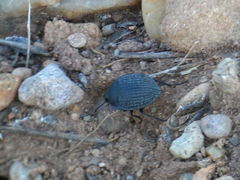 Eusattus reticulatus