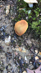 Chalciporus piperatus