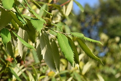 Quercus oblongata