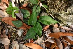 Polygonaceae