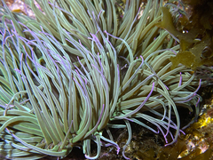 Anemonia viridis