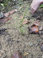 Equisetum arvense