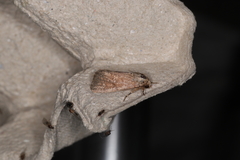 Spodoptera pecten