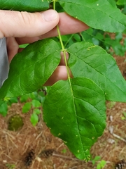 Zanthoxylum americanum