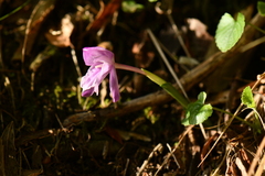 Roscoea alpina