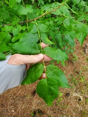 Zanthoxylum americanum