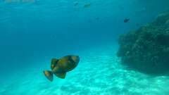 Balistoides viridescens