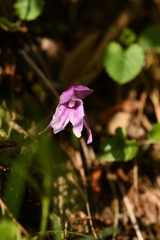 Roscoea alpina