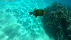 Balistoides viridescens