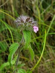 Clinopodium vulgare