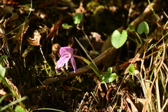 Roscoea alpina