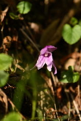 Roscoea alpina