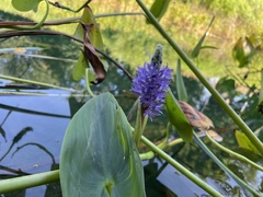 Pontederia cordata