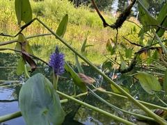 Pontederia cordata