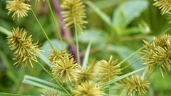 Cyperus strigosus