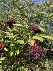 Sambucus nigra