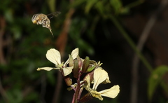 Anthophora
