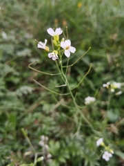 Arabidopsis arenosa