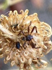 Araneidae