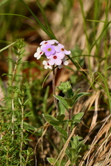 Androsace lanuginosa