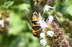 Phasia hemiptera