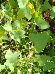 Persicaria perfoliata