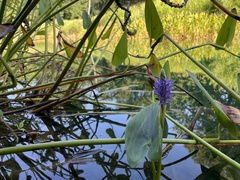 Pontederia cordata