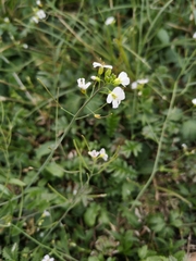Arabidopsis arenosa