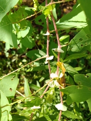 Persicaria perfoliata